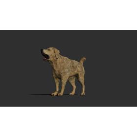 3D Dog rigged and animated model
